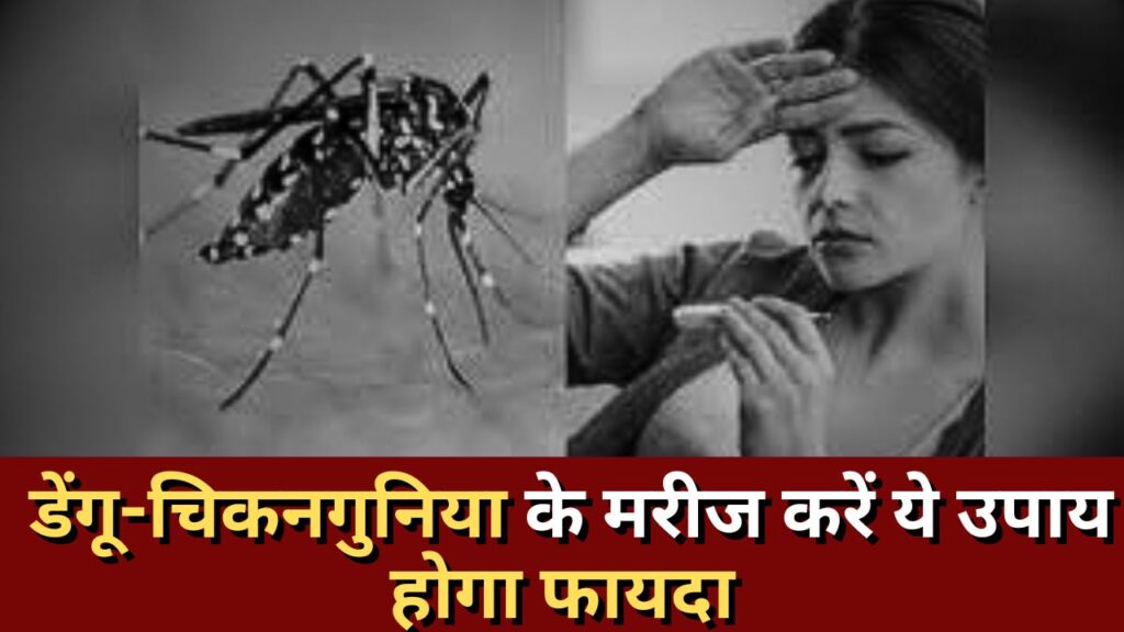 डेंगू-चिकनगुनिया का घरेलू उपचार : डेंगू-चिकनगुनिया के मरीज करें ये उपाय, होगा फायदा