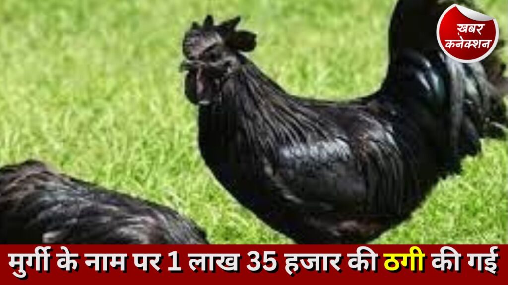 CG Fraud: मुर्गी के नाम पर 1 लाख 35 हजार की ठगी की गई