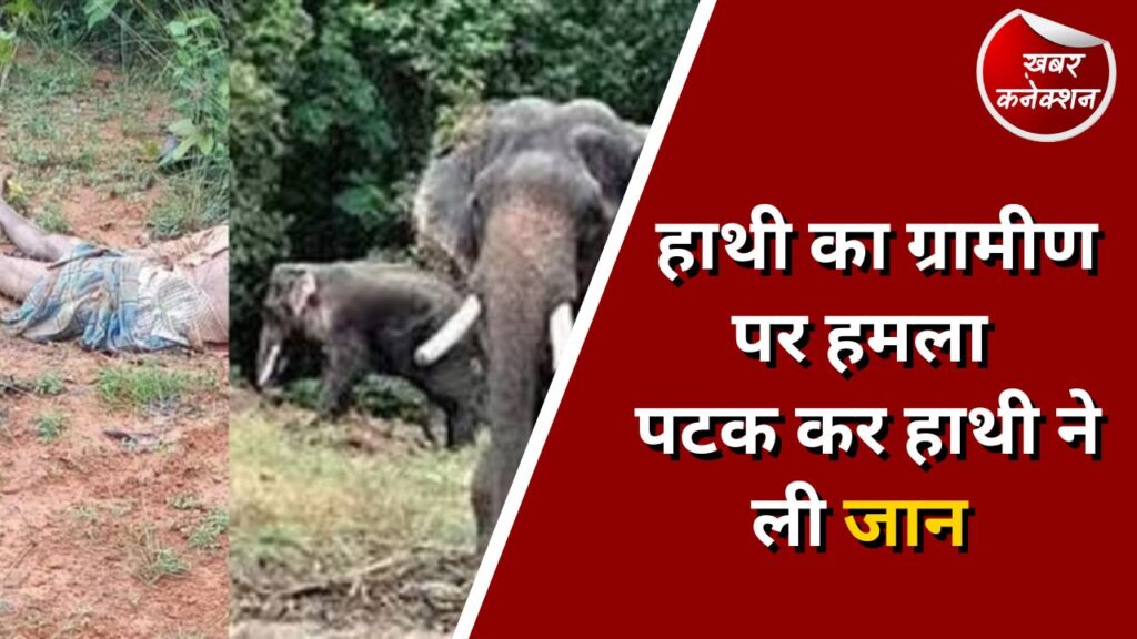 CG News : हाथी का ग्रामीण पर हमला पटक कर हाथी ने ली जान