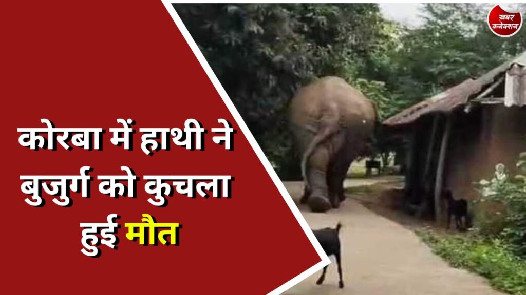 CG News : कोरबा में हाथी ने बुजुर्ग को कुचला हुई मौत
