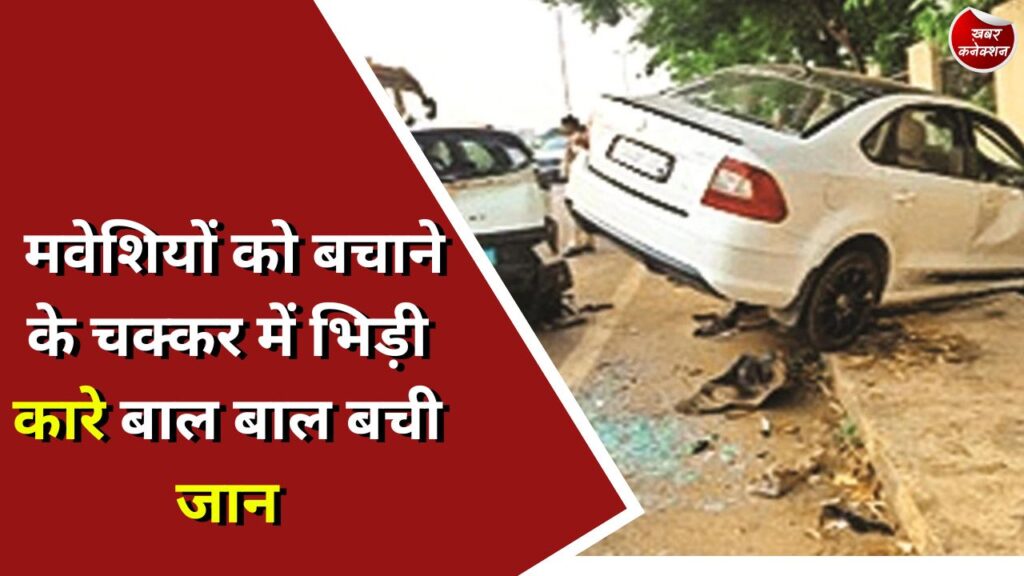 CG News : मवेशियों को बचाने के चक्कर में भिड़ी कारे बाल बाल बची जान