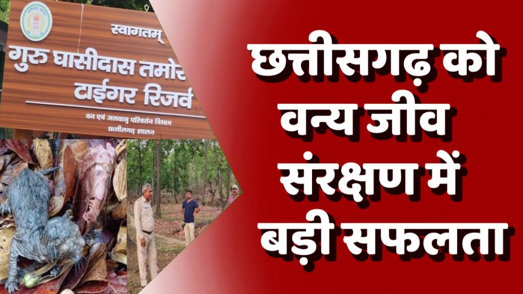 CG News : गुरु घासीदास टाइगर रिजर्व में बाघ शावकों की दस्तक, जंगल में दिखे दो नन्हे मेहमान