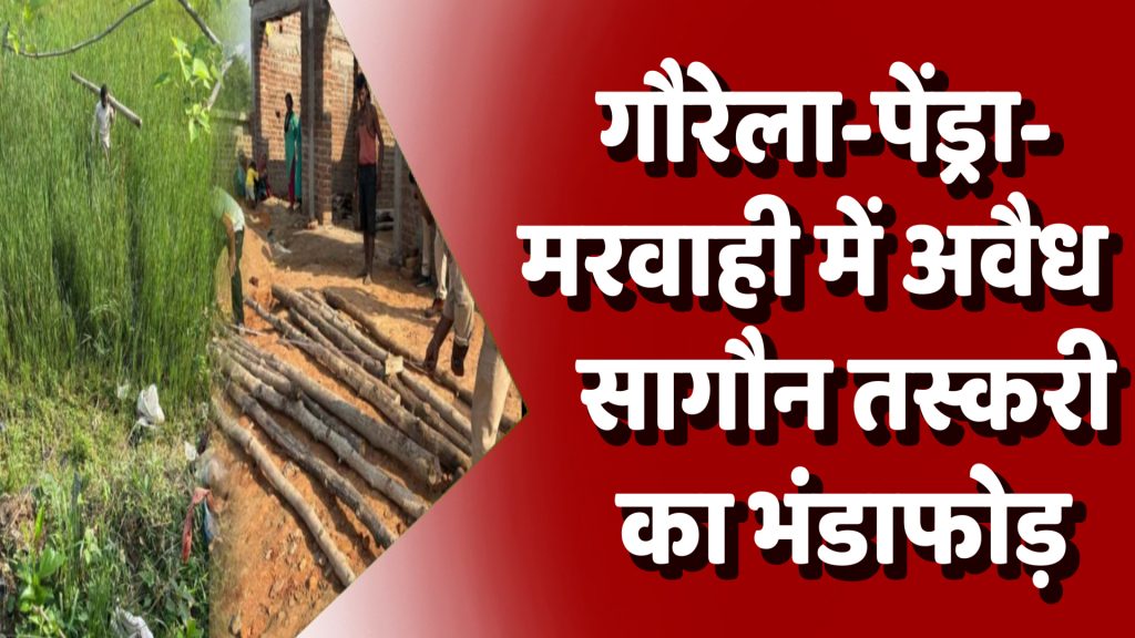 CG News : गौरेला-पेंड्रा-मरवाही में अवैध सागौन तस्करी का भंडाफोड़, वन विभाग ने 16 बड़ी बल्लियां जब्त कीं