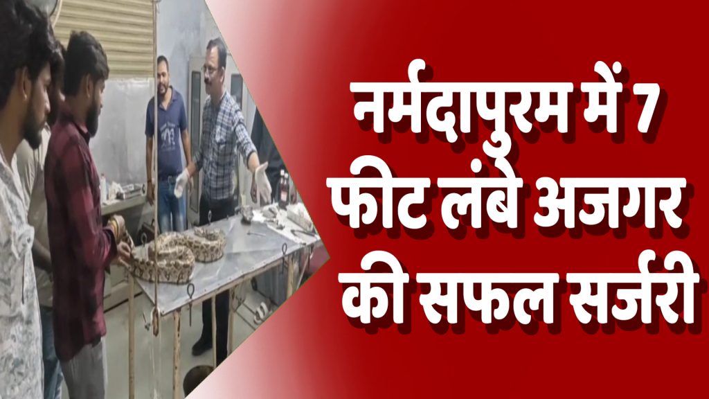 CG News : नर्मदापुरम में 7 फीट लंबे अजगर की सफल सर्जरी: डॉक्टर अरविंद गुप्ता और टीम ने बचाई सांप की जान