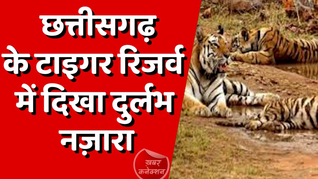 CG News : छत्तीसगढ़ के टाइगर रिजर्व कैमरे में कैद हुआ सबसे प्यारा पल