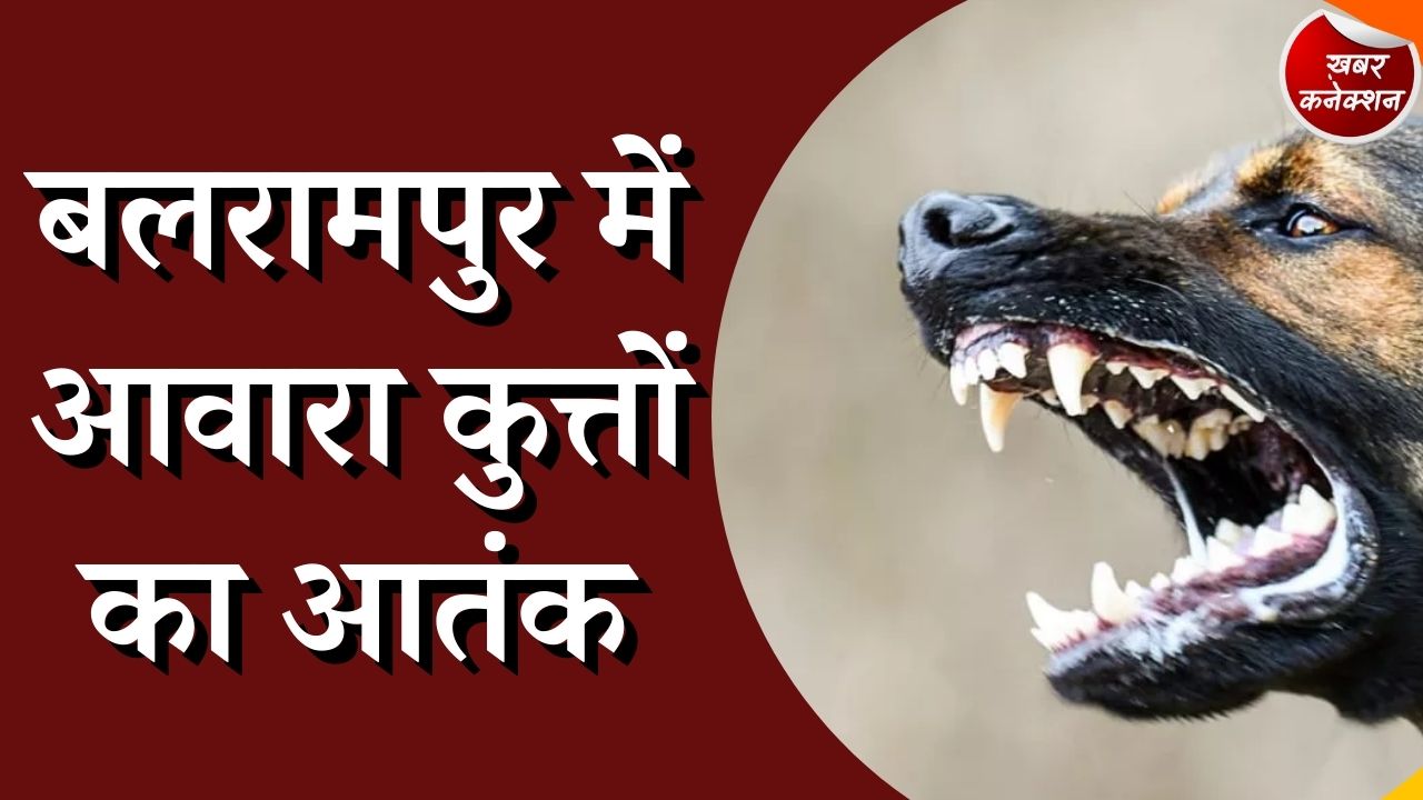  CG News: बलरामपुर में स्ट्रीट डॉग ने बच्ची पर किया आघात