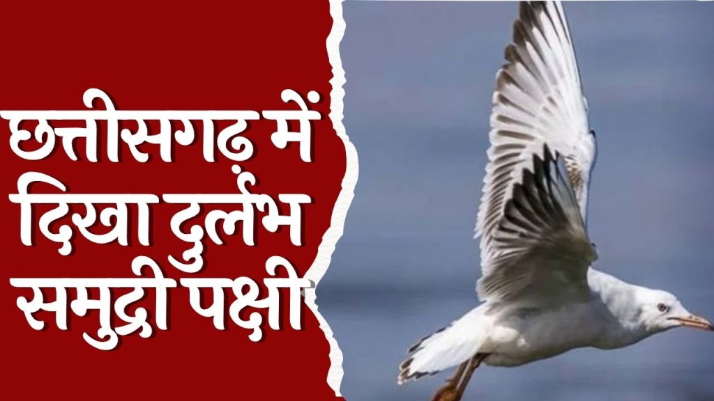 CG News : रायपुर में पहली बार दिखा स्लेंडर-बिल्ड गॉल पक्षी