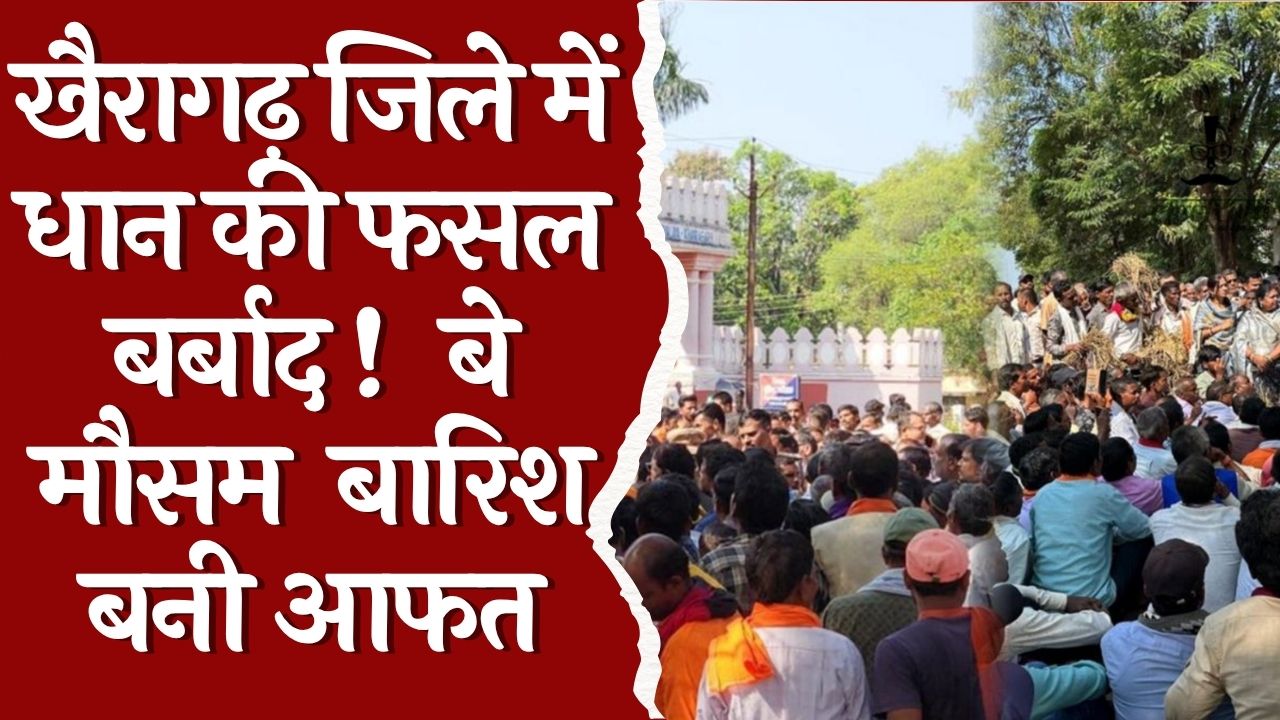 CG News : खैरागढ़ जिले मे बे-मौसम बारिश से फसल हुई ख़राब