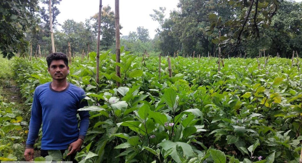 CG News: ग्राफ्टेड बैंगन से किसान की किस्मत बदली, 1 एकड़ से 5 लाख की कमाई