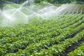 CG News: छत्तीसगढ़ में लागू होगी प्रेशर इरिगेशन नेटवर्क तकनीक, कम पानी में ज्यादा सिंचाई