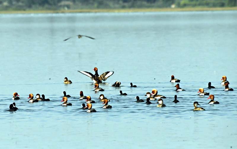 CG News: कोपरा जलाशय बना छत्तीसगढ़ का पहला रामसर साइट, पर्यावरण संरक्षण में ऐतिहासिक उपलब्धि