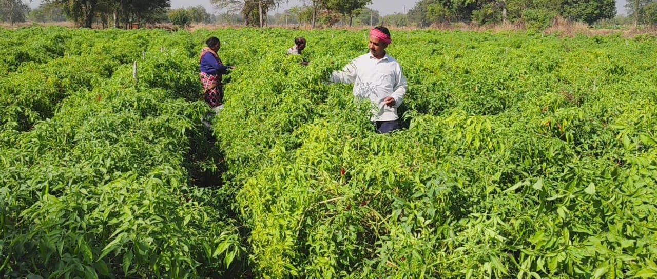 CG News: ड्रिप तकनीक से बदली खेती की तस्वीर, धान–मिर्ची की खेती से किसान मुकेश चौधरी बने सफल कृषि उद्यमी