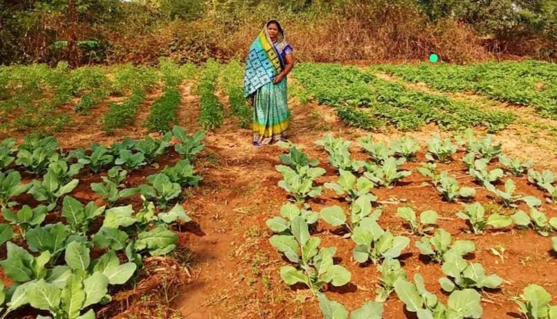 CG News: खेती से आत्मनिर्भरता तक, बिहान योजना ने ग्रामीण महिला को बनाया सफल उद्यमी