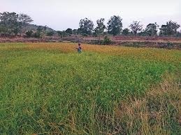 CG News: 50 साल बाद ऊंचहटी वनांचल में रबी खेती की वापसी, रागी से बदलेगी तस्वीर