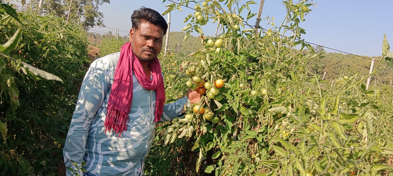 CG News: धान छोड़कर टमाटर की खेती, राजनांदगांव किसान की सफलता