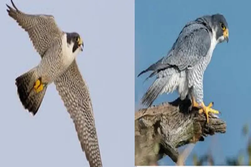 CG News: वन रक्षक ने दुर्लभ पक्षी की तस्वीर कैद की, छत्तीसगढ़ का पर्यावरण वन्यजीवों के लिए बना आदर्श स्थल