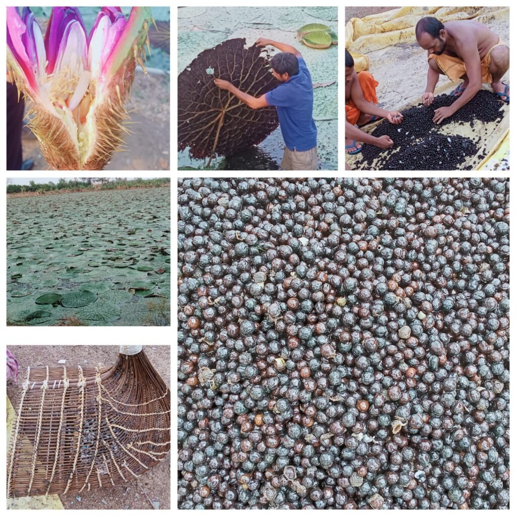 CG News: छत्तीसगढ़ में मखाना उत्पादन को बढ़ावा, 178 लाख की योजना से बदलेगी किसानों की आय