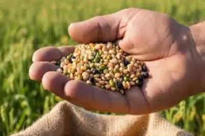 CG News: रायपुर में ऑयल पाम की खेती, किसानों के लिए आय का नया अवसर