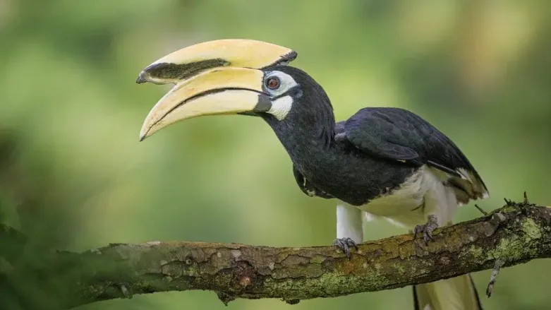 CG News: छत्तीसगढ़ में हॉर्नबिल के लिए खास इंतजाम, फलदार वृक्षों से सजेगा जंगल