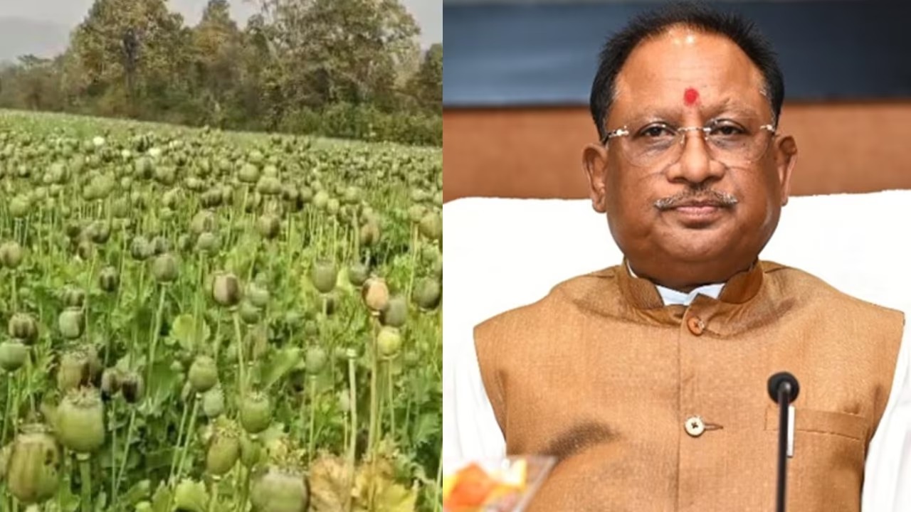 CG News: अवैध अफीम की खेती पर मुख्यमंत्री विष्णु देव साय का कड़ा रुख, सभी कलेक्टरों को 15 दिन में रिपोर्ट देने के निर्देश
