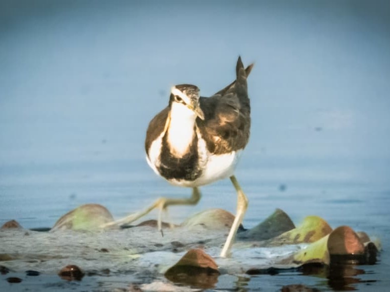 CG News: बलौदाबाजार में ‘युवान’ पहल, छुइहा बांध में पक्षी दर्शन, 45 प्रजातियों की हुई पहचान