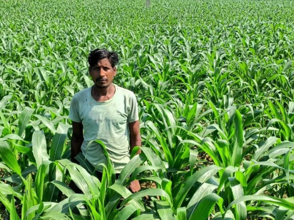 Jashpur News: मुख्यमंत्री विष्णु देव साय के मार्गदर्शन में जशपुर में बदली खेती की दिशा, मक्का फसल से किसान को दोगुना लाभ