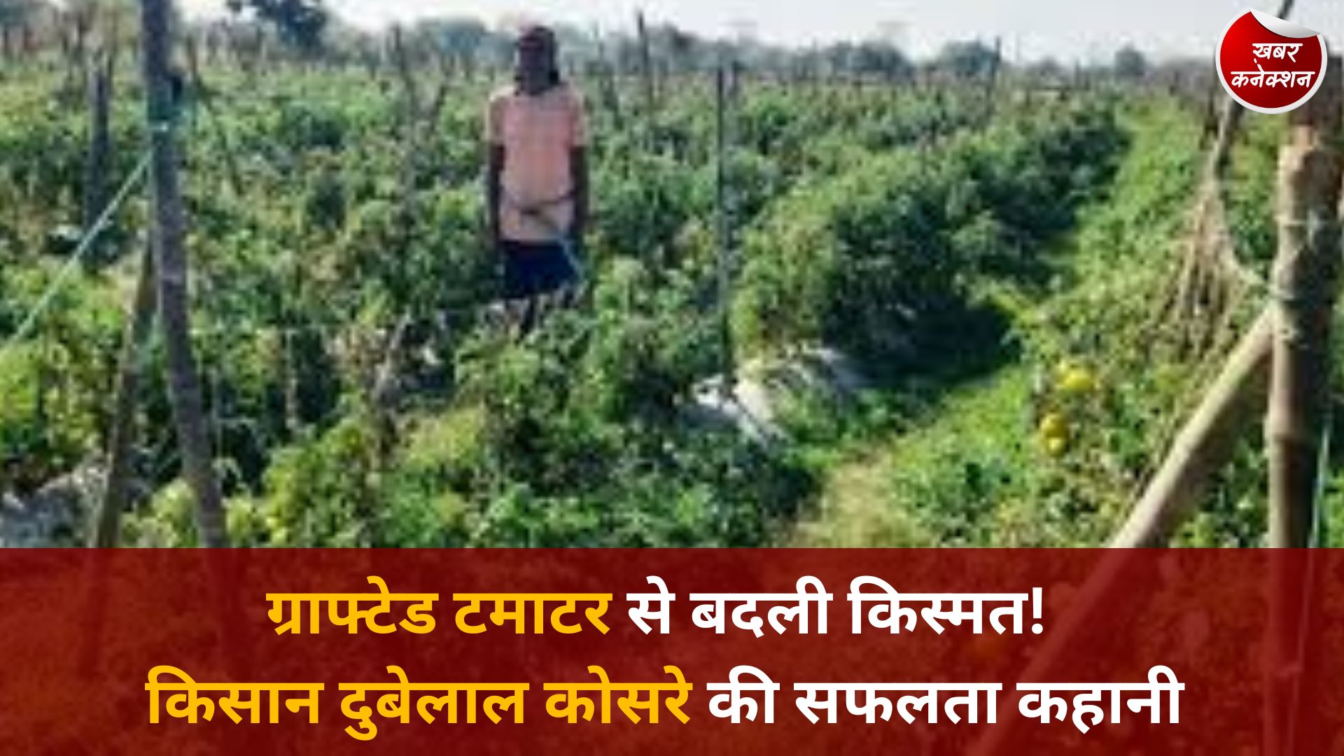 CG News: राष्ट्रीय कृषि विकास योजना से बदला जीवन, ग्राफ्टेड टमाटर की खेती से किसान की आय में बड़ा इजाफा