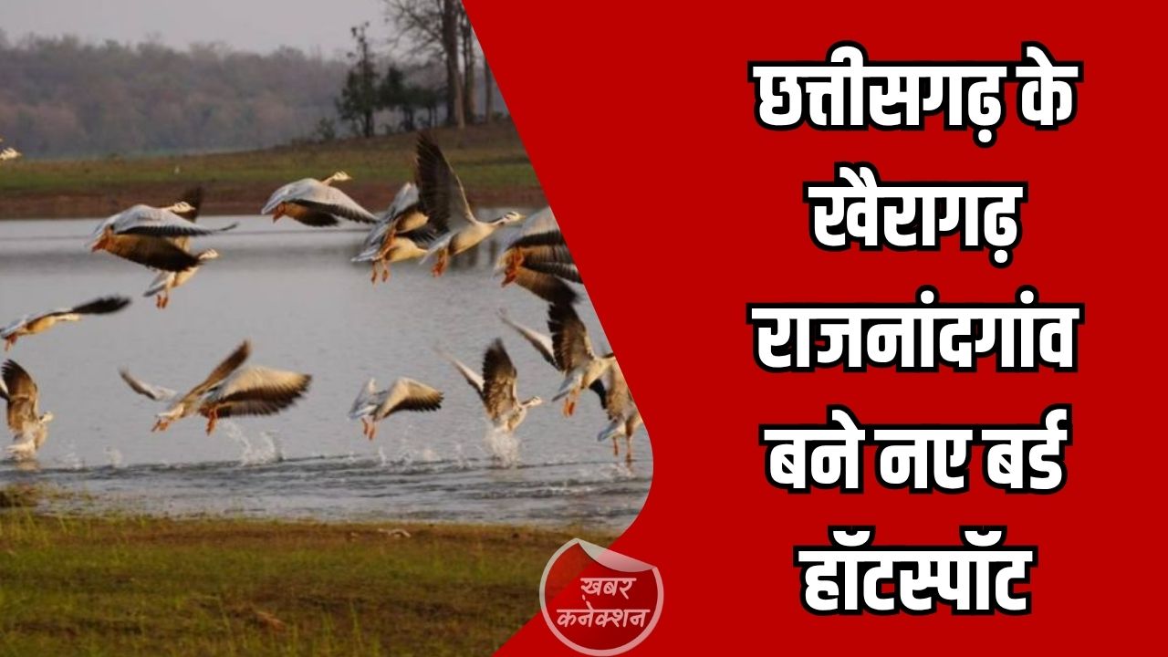 CG News: छत्तीसगढ़ के खैरागढ़–राजनांदगांव बने नया बर्ड हॉटस्पॉट, 296 प्रजातियों की ऐतिहासिक खोज