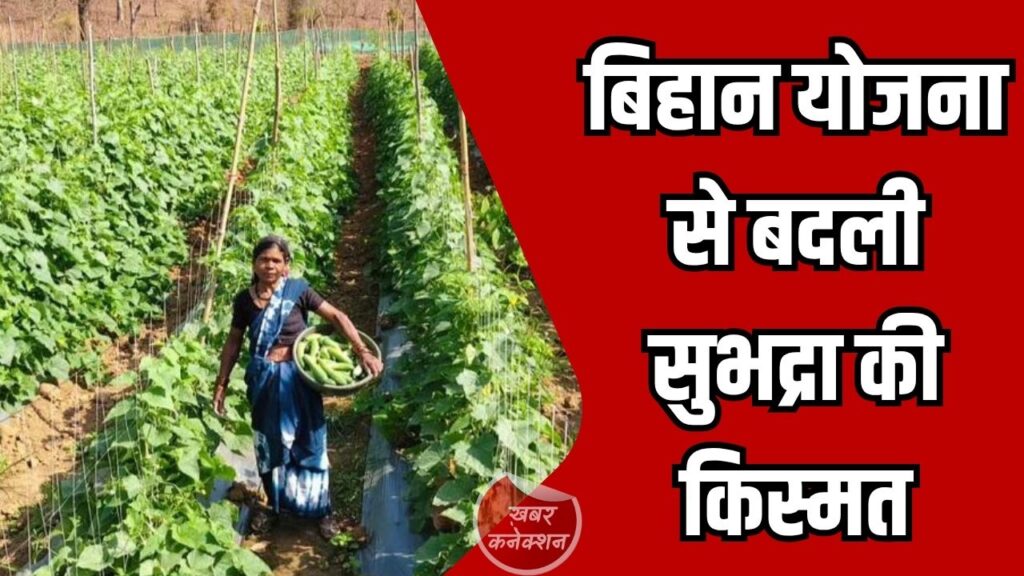CG News: बिहान योजना से बदली सुभद्रा की किस्मत, खीरा खेती बनी आत्मनिर्भरता की पहचान