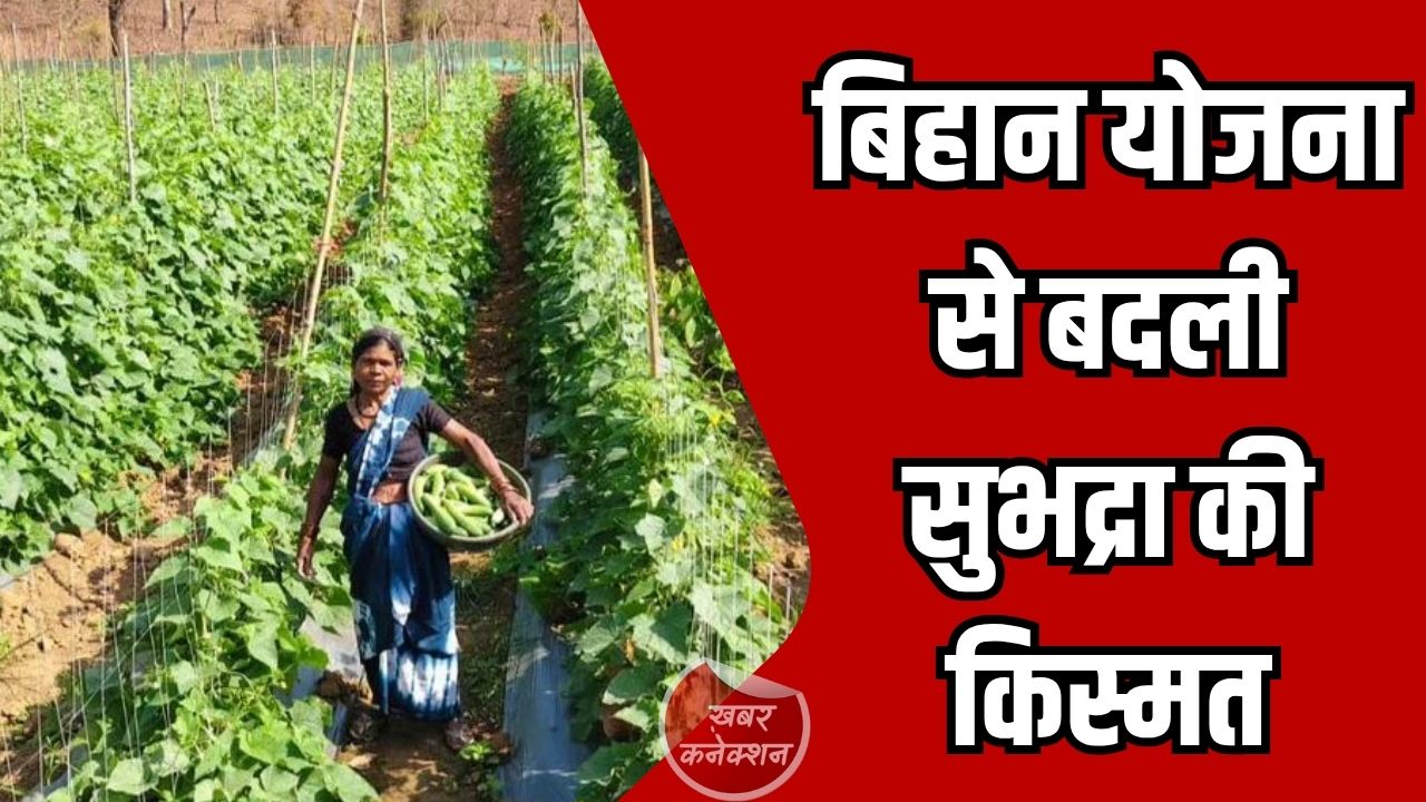 CG News: बिहान योजना से बदली सुभद्रा की किस्मत, खीरा खेती बनी आत्मनिर्भरता की पहचान