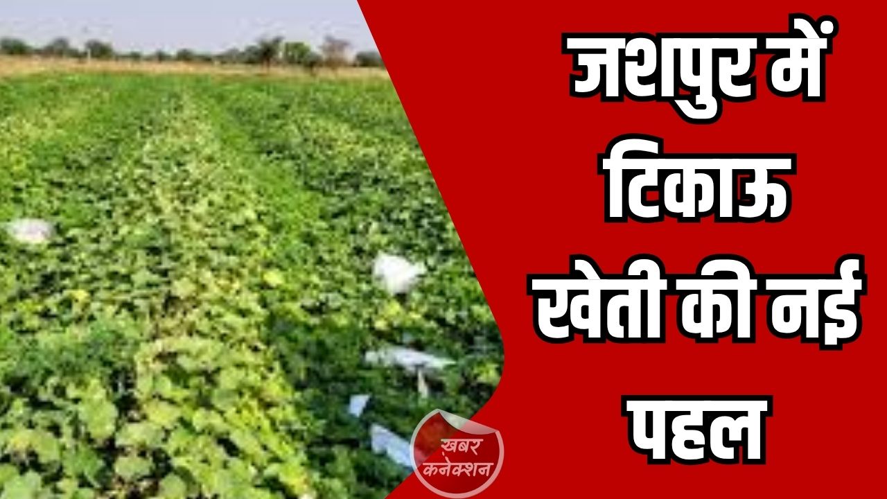 Jashpur News: जशपुर में टिकाऊ खेती की नई पहल, 600 हेक्टेयर में हरी खाद का प्रदर्शन