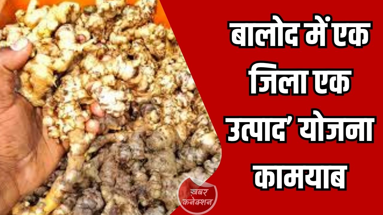CG News: बालोद के किसान ने अदरक की खेती से जीवन बदला, ‘एक जिला एक उत्पाद’ योजना कामयाब