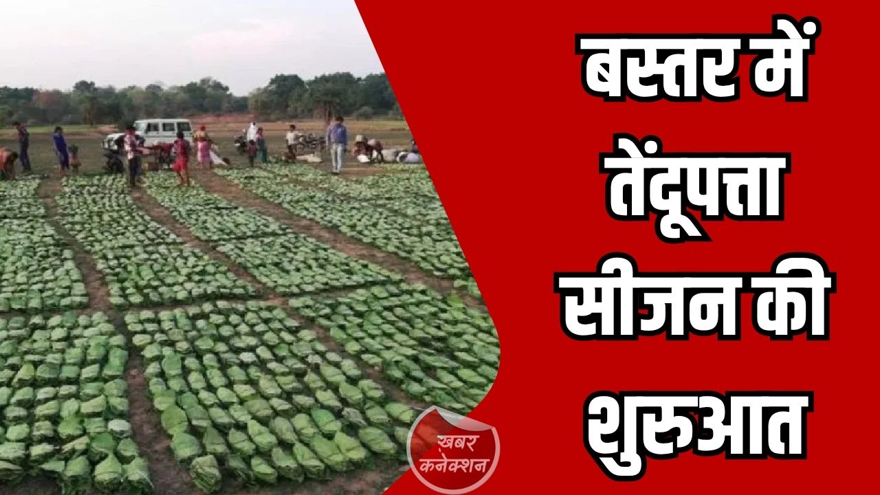 CG News: बस्तर में तेंदूपत्ता सीजन की शुरुआत, 2.70 लाख मानक बोरा संग्रहण का लक्ष्य