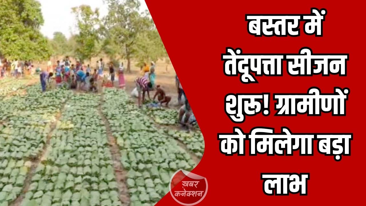 CG News: बस्तर में शुरू हुआ तेंदूपत्ता संग्रहण, वन विभाग ने की पूरी तैयारी