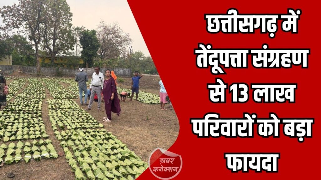 CG News: छत्तीसगढ़ में तेंदूपत्ता संग्राहकों के लिए बड़ा कदम, 920 करोड़ रुपये भुगतान का अनुमान