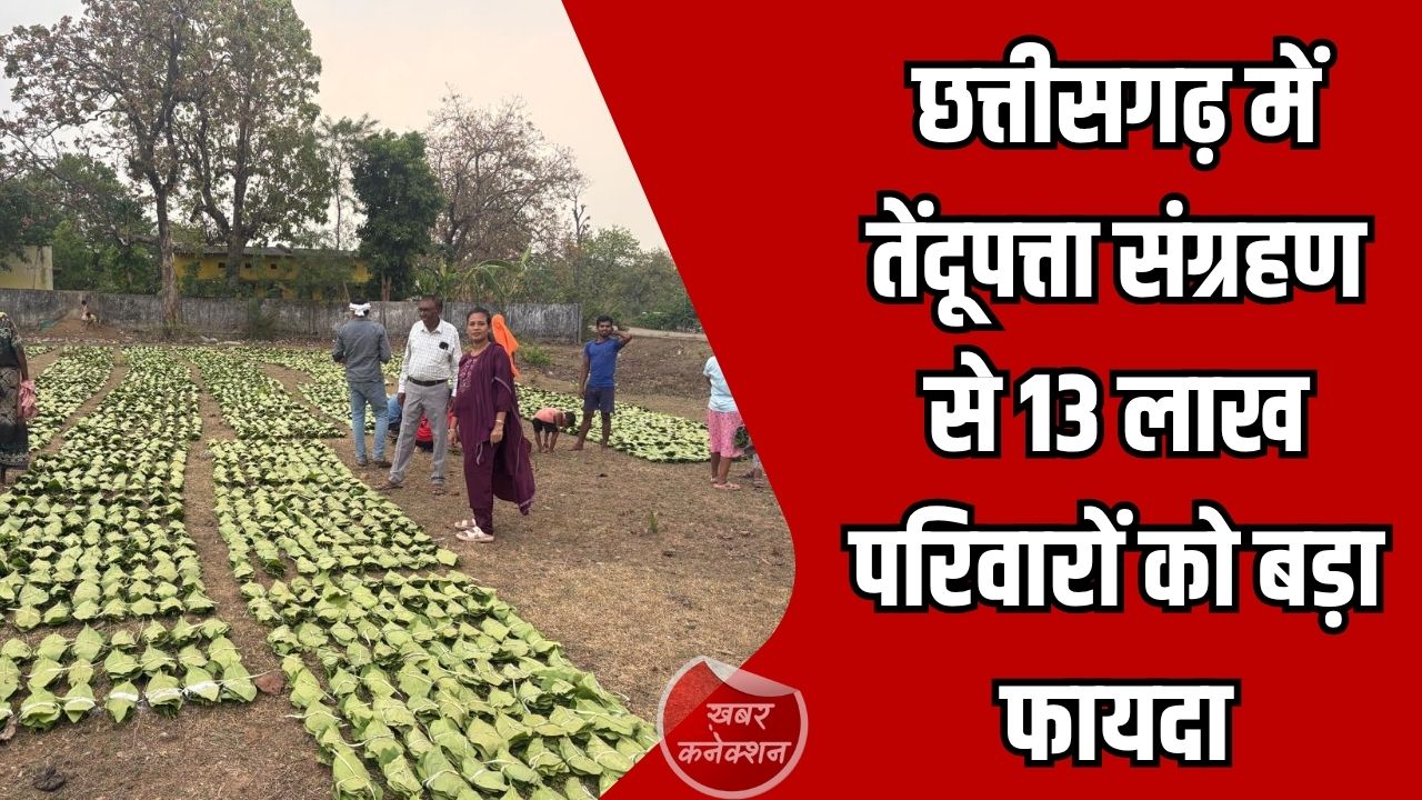 CG News: छत्तीसगढ़ में तेंदूपत्ता संग्राहकों के लिए बड़ा कदम, 920 करोड़ रुपये भुगतान का अनुमान