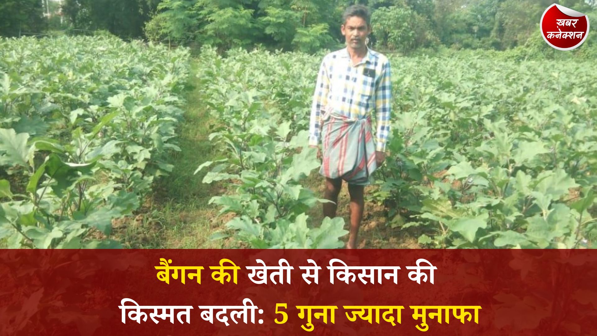 CG News: छत्तीसगढ़ में कृषि नवाचार की मिसाल, ग्राफ्टेड बैंगन से किसान नवीन साव की बढ़ी आमदनी