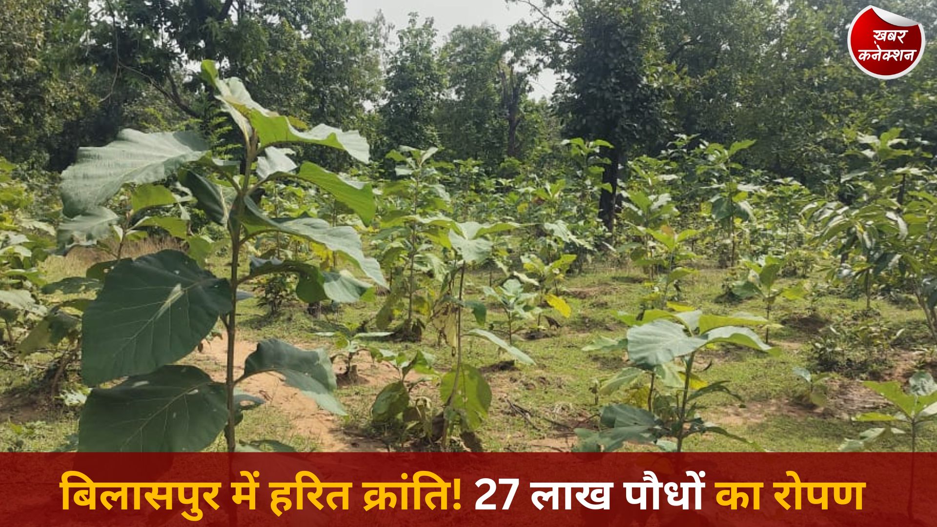 CG News: बिलासपुर में वन विकास निगम की हरित क्रांति, 5 वर्षों में 27 लाख से अधिक पौधों का रोपण