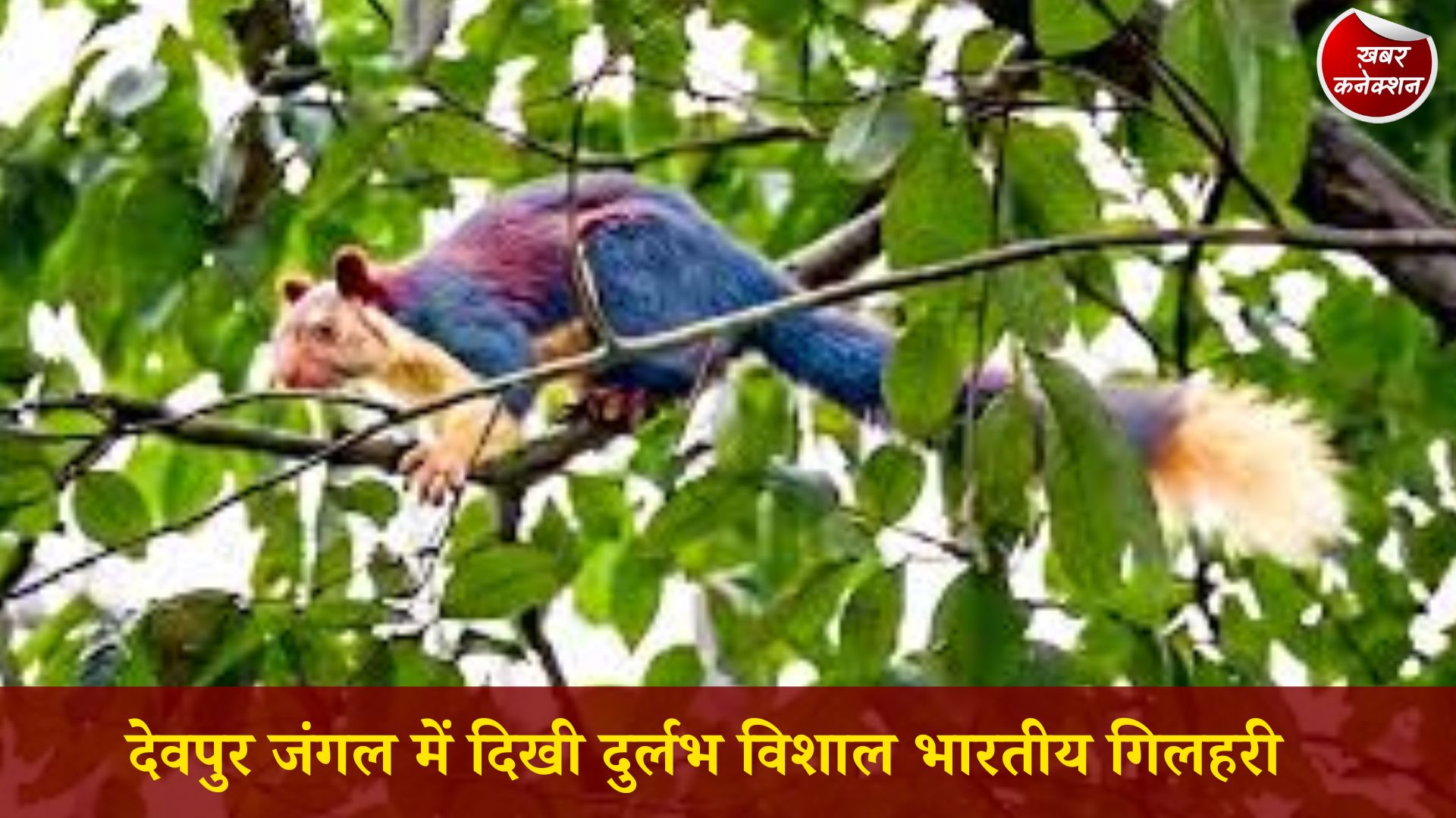 CG News: देवपुर जंगल में दिखी दुर्लभ विशाल भारतीय गिलहरी, छत्तीसगढ़ की जैव विविधता को मिली नई पहचान