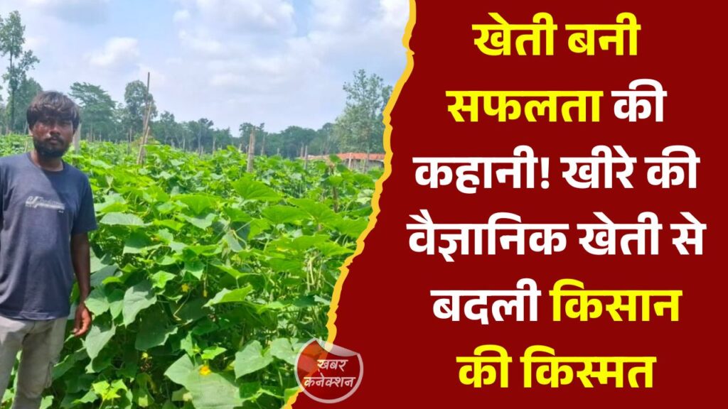 CG News: उद्यानिकी विभाग की योजना से धमतरी के कमार कृषक की बदली तकदीर, खीरे की वैज्ञानिक खेती बनी वरदान