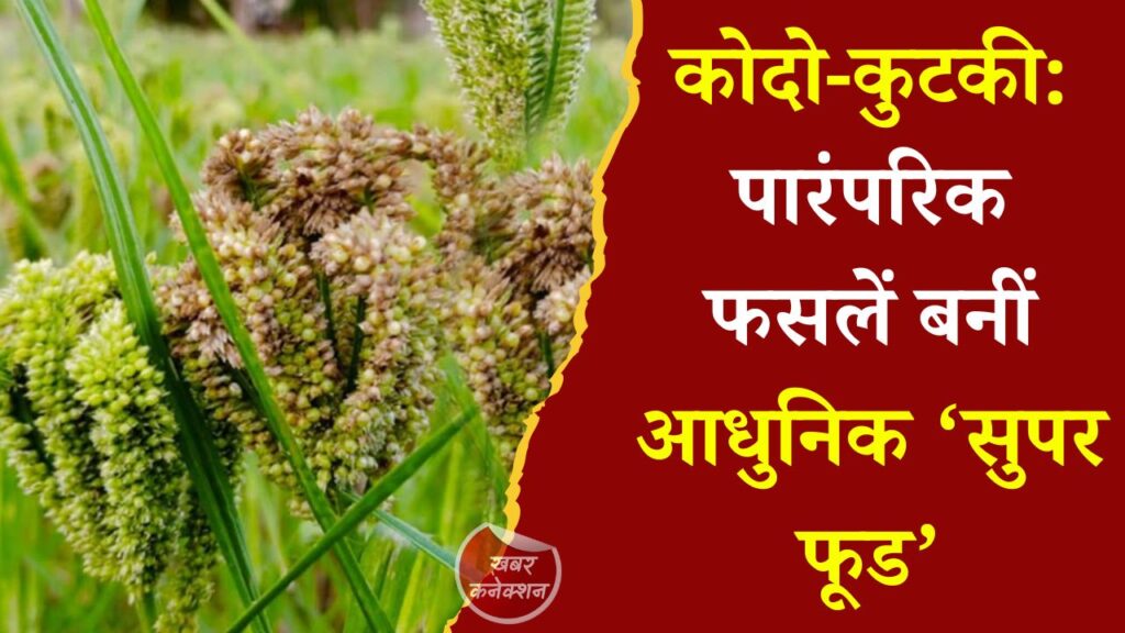 CG News: कोदो-कुटकी: पारंपरिक फसलें बनीं आधुनिक ‘सुपर फूड’, किसानों के लिए बढ़ा लाभ