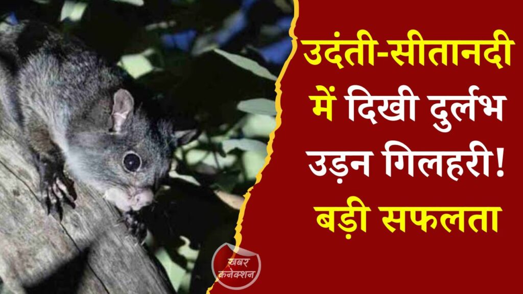 CG News: उदंती-सीतानदी टाइगर रिजर्व में दुर्लभ उड़न गिलहरी की मौजूदगी, वन संरक्षण की बड़ी उपलब्धि