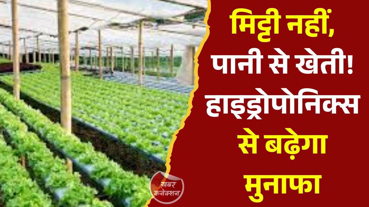 CG News: हाइड्रोपोनिक्स खेती: आधुनिक कृषि का स्मार्ट और टिकाऊ विकल्प