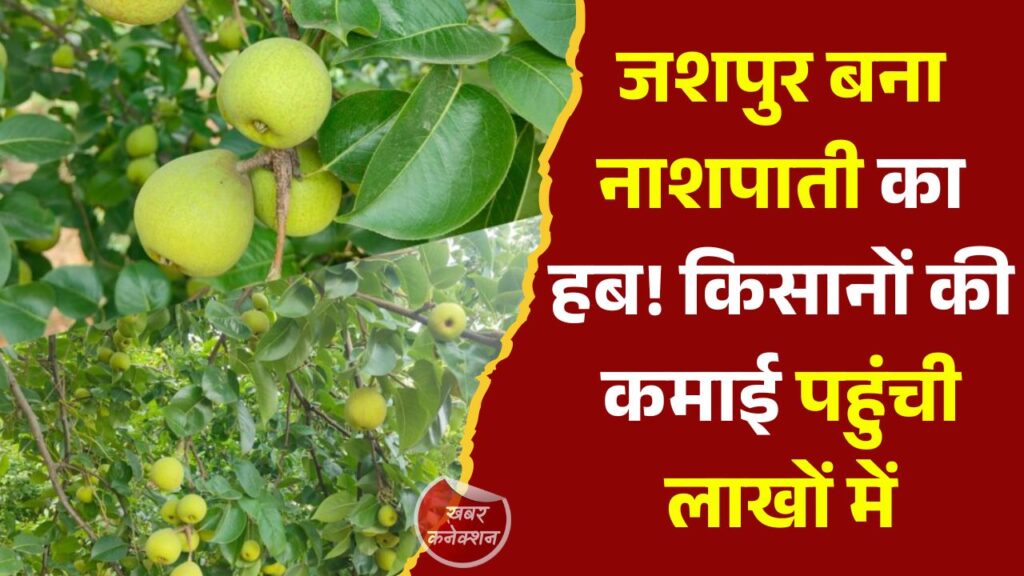 Jashpur News: छत्तीसगढ़ के जशपुर में नाशपाती की खेती बनी ‘ग्रीन गोल्ड’, किसानों की बदलती किस्मत और बढ़ती आमदनी की कहानी
