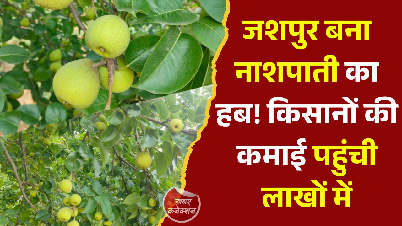 Jashpur News: छत्तीसगढ़ के जशपुर में नाशपाती की खेती बनी ‘ग्रीन गोल्ड’, किसानों की बदलती किस्मत और बढ़ती आमदनी की कहानी