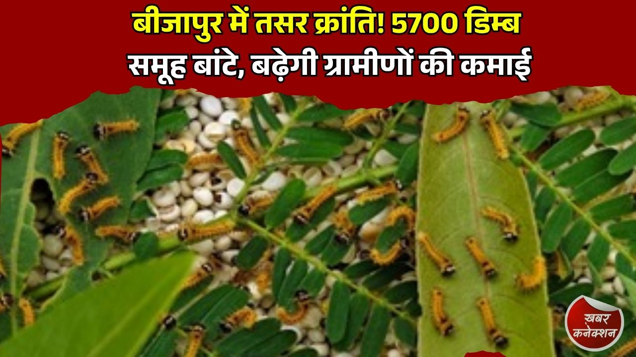 CG News: तसर पालन से बदलेगी ग्रामीणों की तकदीर, बीजापुर में 5700 डिम्ब समूहों का वितरण