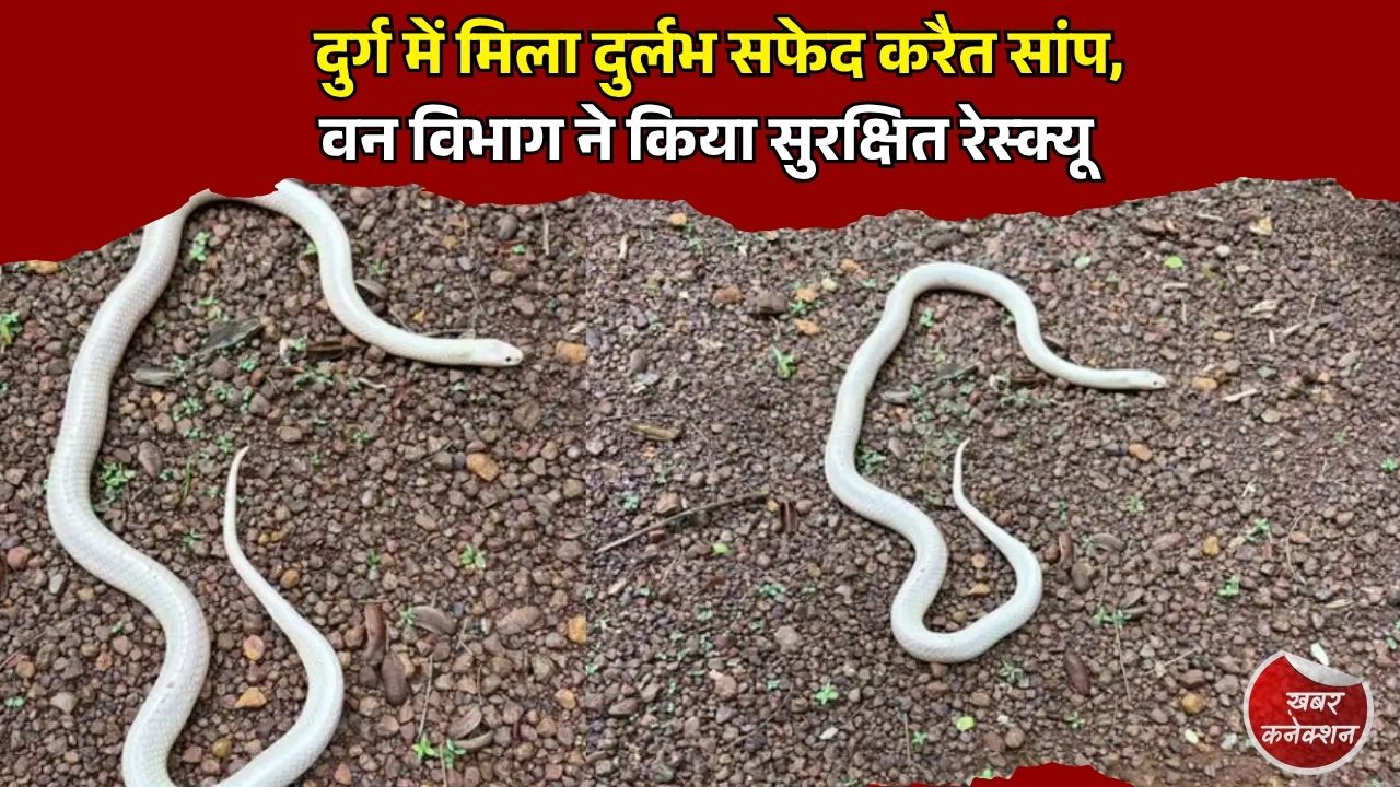 CG News: छत्तीसगढ़ में मिला दुर्लभ श्वेतवर्णी करैत, विशेषज्ञों ने बताया बेहद अनोखी जैविक घटना