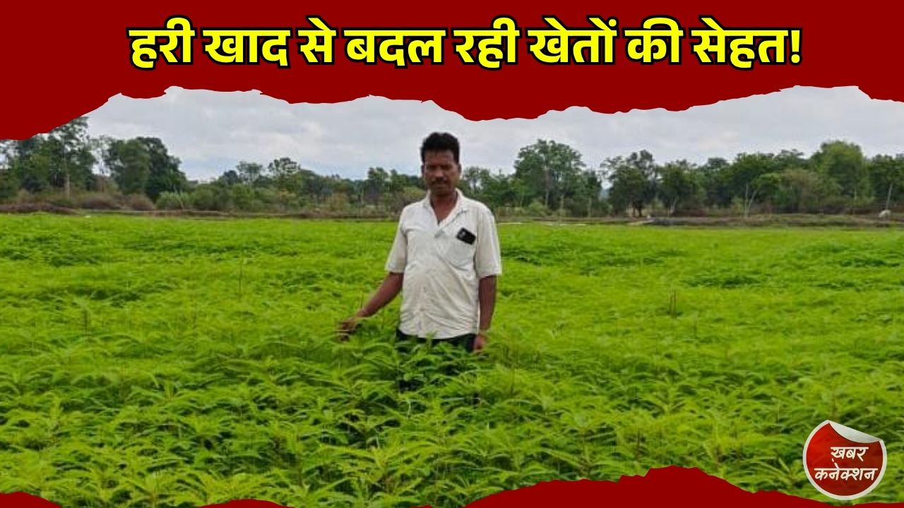 CG News: सरगुजा में प्राकृतिक खेती की मिसाल, किसान नरेंद्र सिंह ने ढैंचा से बढ़ाई मिट्टी की उर्वरता