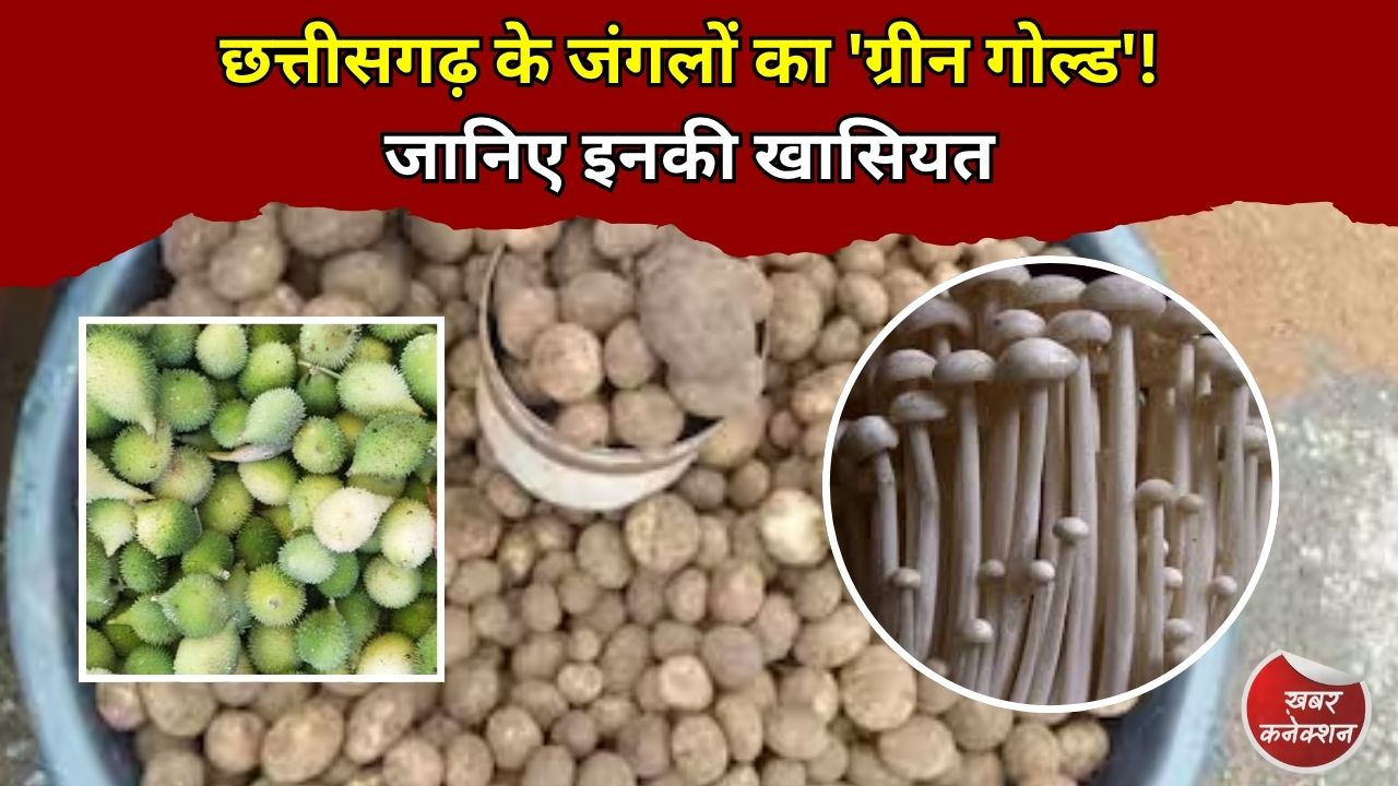 CG News: छत्तीसगढ़ के जंगलों का अनमोल खजाना, आखिर क्यों हजार रुपये किलो तक बिकते हैं बोड़ा, फुटू और खेकसी?
