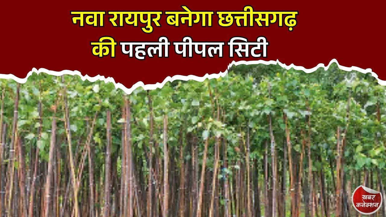 CG News: नवा रायपुर में बनेगी प्रदेश की पहली पीपल सिटी, 5 साल में लगाए जाएंगे 1.25 लाख पौधे